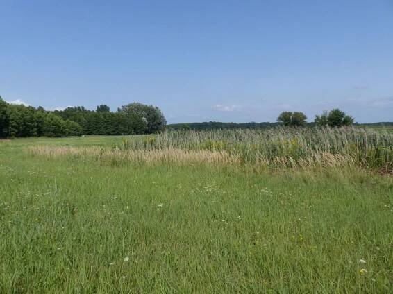 Vlčí hrdlo (foto Jan Moravec)