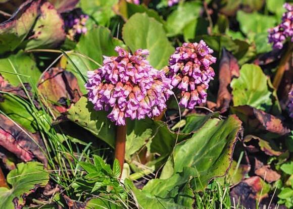 růžová bergenia crassifolia květiny v zahradě. - bergenie - stock snímky, obrázky a fotky