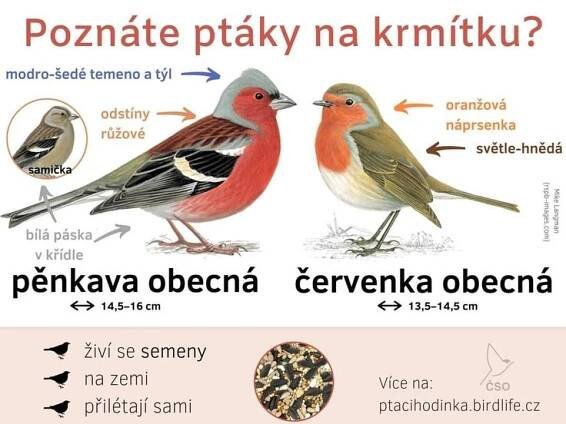 Pracovní listy č. 11 – ptáci | Klub Mladých myslivců