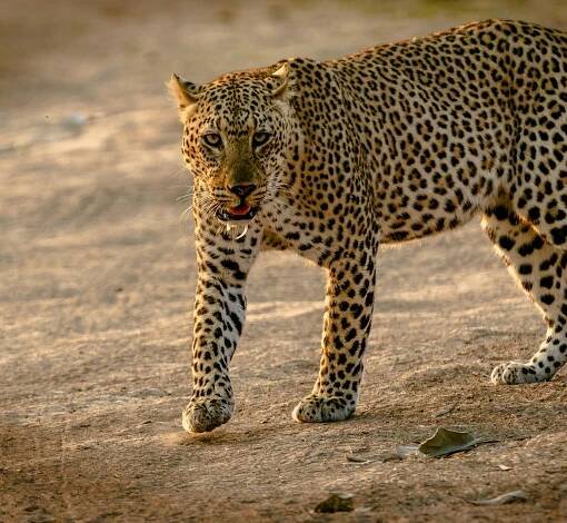 bezplatná Gepard Základová fotografie