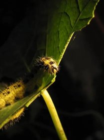 Detailní makro pohled housenky hmyzu — Stock obrázek
