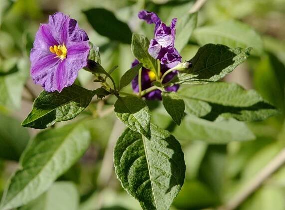 Lycianthes