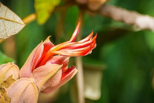 Bezplatný obrázek: Detail květu afrického tulipánovníku, známého také jako plamen Nandi, (Spathodea campanulata)