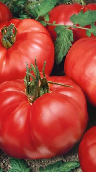 Odrůdy rajčat: Jergus F1 je polorané beefsteakové tyčkové rajče s velkými plody.