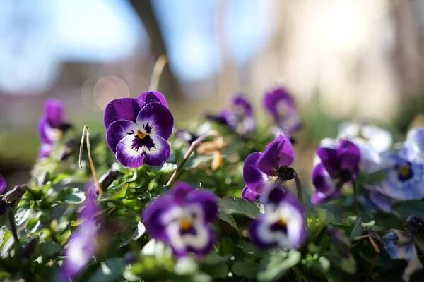 Panasonic Lumix S 35mm F1.8 galerie 15