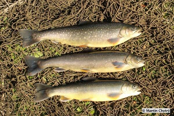 Obrázek - Salvelinus alpinus (siven severní) | BioLib.cz