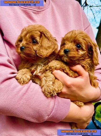Cavapoo štěňata na prodej-3, inzerce-cz.cz
