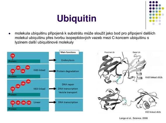 PPT - DEGRADACE PROTEINŮ V EUKARYOTICKÝCH BUŇKÁCH PowerPoint Presentation - ID:5957133