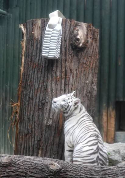Bílí tygříci na oslavě v Liberecké zoo lovili voňavou kořist