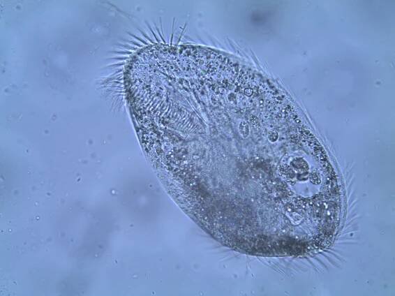 Nálevník Parentocirrus hortualis (perokresba)
