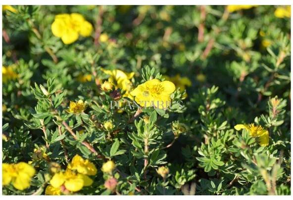Mochna křovitá 'Goldteppich' / Potentilla fruticosa 'Goldteppich' - Plantarius