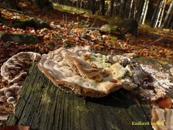 Lupeník březový - Lenzites betulina - Kudluv fotoatlas hub