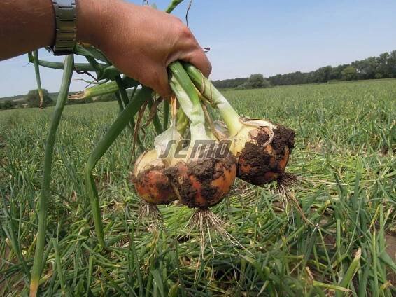 PROFI, Zelenina TAKII - Cibule kuchyňská Bonus F1, p0546
