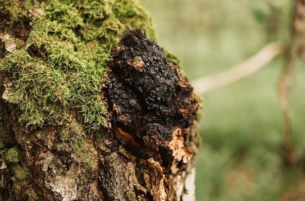 Chaga - oblíbená medicinální houba čínské medicíny - ČasNaZdraví.cz