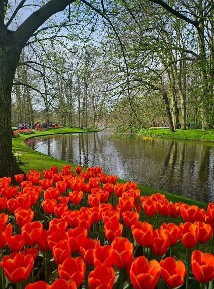 Keukenhof