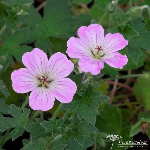 Geranium 'Mavis Simpson'