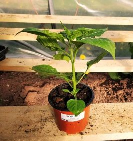 Jaké osvětlení použít pro předpěstování nebo růst paprik?