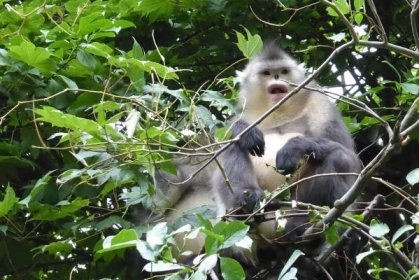 Snub-Nosed Monkey in Du Gia National Park Vietnam