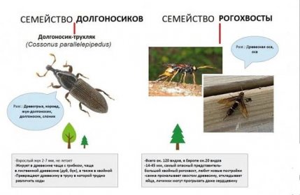 Škůdci. Weevils (Curculionidae) (16 fotografií + 4 videa)