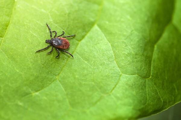 Nearly 15% of People Worldwide Have Had Lyme Disease, Study Says