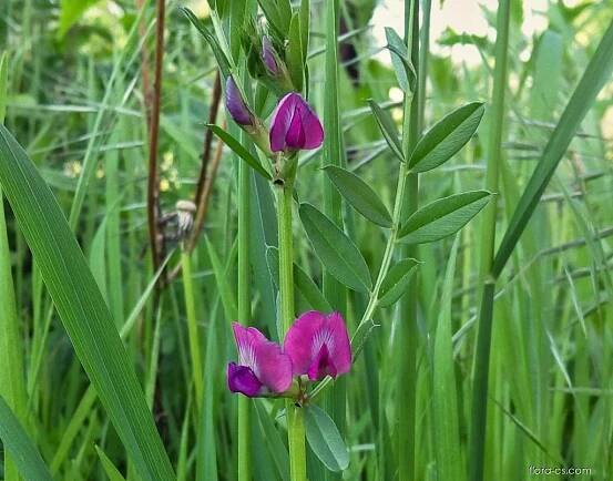 Vikev setá (Vicia sativa)