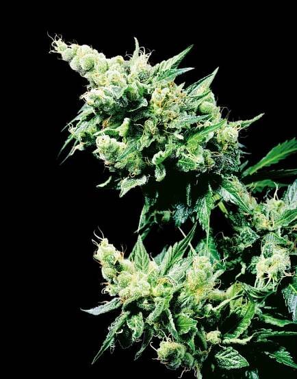 Sensi Seeds at 40: The Roots of Dutch Cannabis History - Sensi Seeds