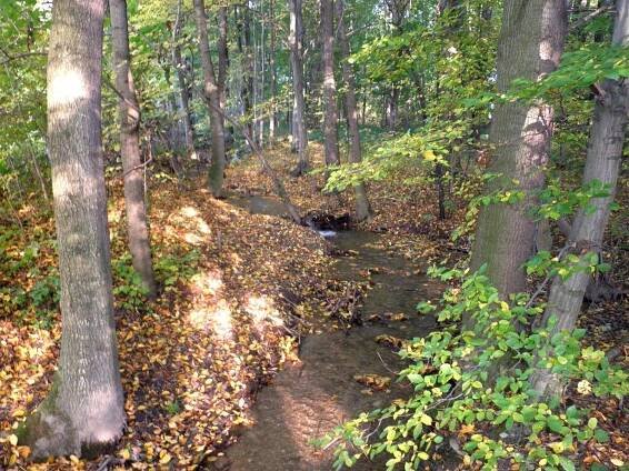 Fotogalerie • Přírodní památka Letohradská bažantnice (Chráněné území) • Mapy.com