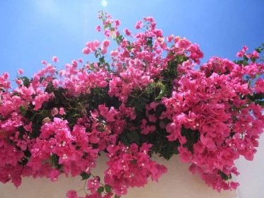 5 Flowering Climbing Vines for Your Garden and Yard