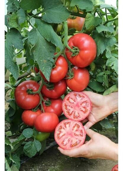 Tomato MANISTELLA