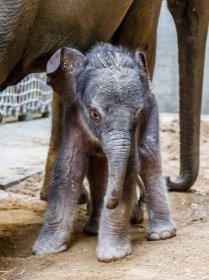 Nově narozené slůně mohli poprvé vidět návštěvníci Zoo Praha