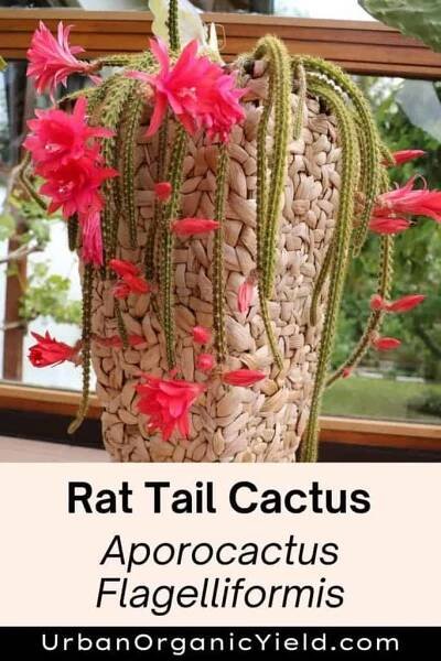 Types of Cactus Plants: Most Common Varieties | UrbanOrganicYield.com