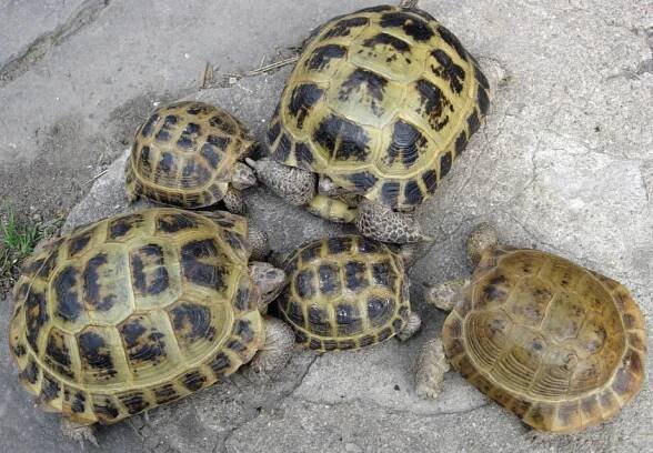 Želva stepní – 1. část, Testudo horsfiel...