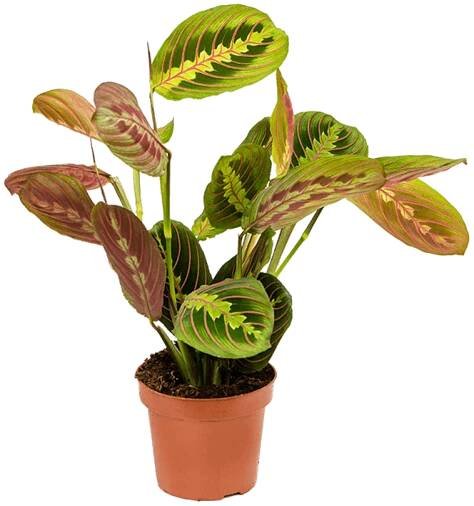 maranta leuconeura Fascinator medium
