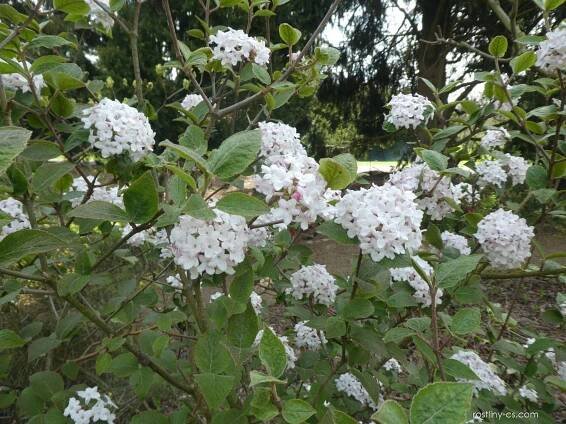Kalina Carlesiova Aurora (Viburnum carlesii)