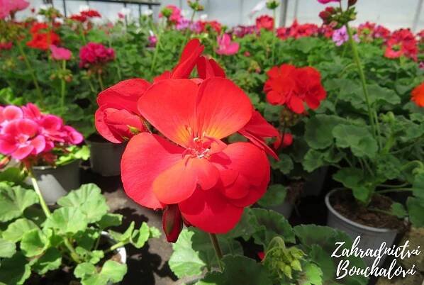 Muškát (pelargonie) - vzpřímený – Zahradnictví Bouchalovi