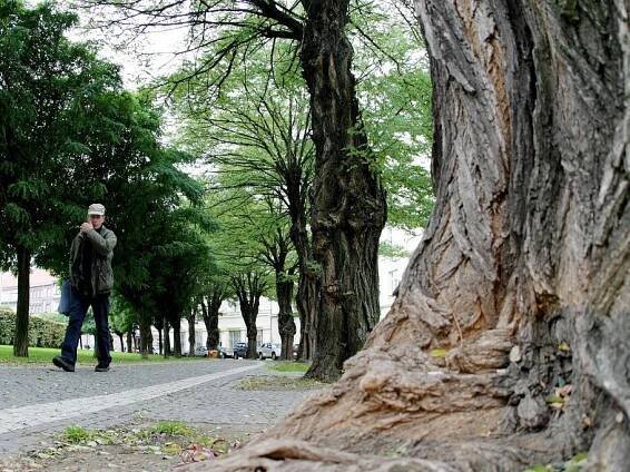 Skrytá hrozba. Za nárůstem počtu listnáčů v lesích jsou nebezpečné invazní druhy