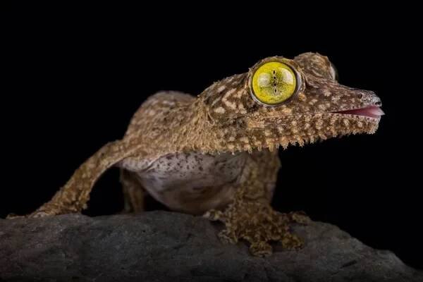 Henkel 's leaf-tailed gecko (Uroplatus henkeli) — Stock obrázek