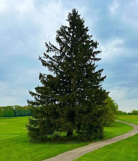 Norway Spruce - Kramer Tree Specialists