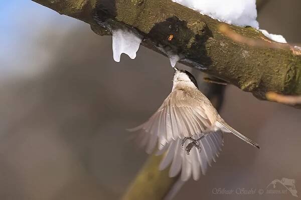 focení  drobných ptáků v lese Sýkora babka (Parus palustris) 