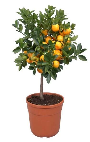 Citrusovník na kmínku oranžový průměr květináče cca 20 cm