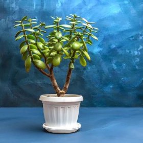 sukulentní pokojová rostlina crassula ovata v hrnci na modrém rustikálním pozadí. - tlustice - stock snímky, obrázky a fotky
