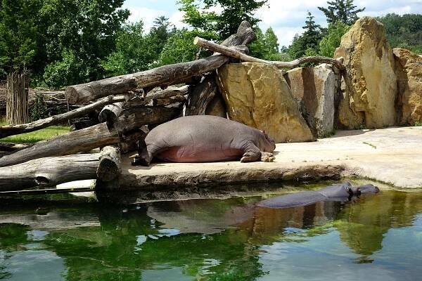 ZOO, červen 2020 | AUDREY software 