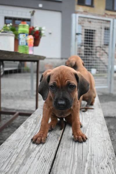 Rhodéský Ridgeback bez PP