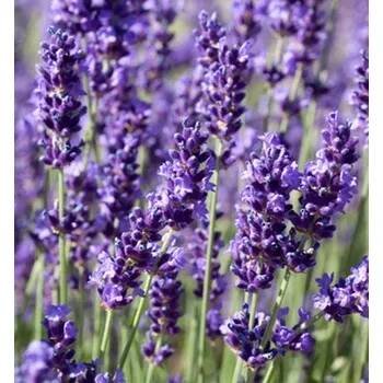 Levandule úzkolistá ´HIDCOTE BLUE´, kont. 1 l