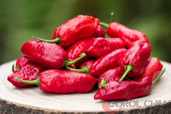 Bengle Naga | Chilli semena | Chilli semena | Chilli semínka | Chilli omáčky | GOROL CHILLI