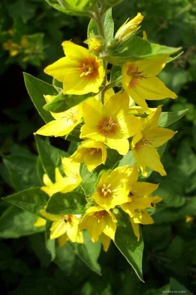 Vrbina tečkovaná (Lysimachia punctata)