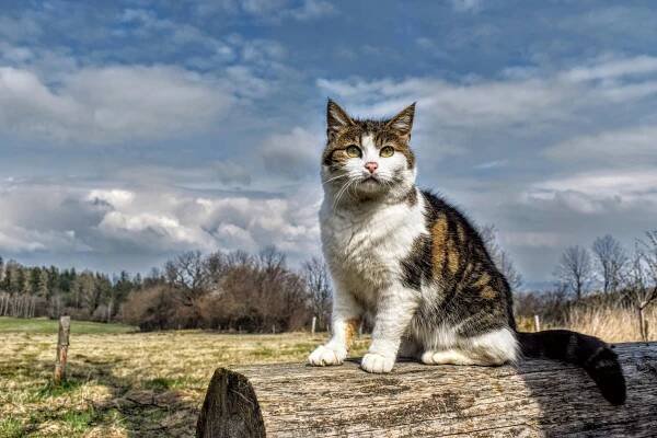 80+ nejlepších fotografií na téma Felinae · 100% bezplatné stažení · Základové fotografie Pexels