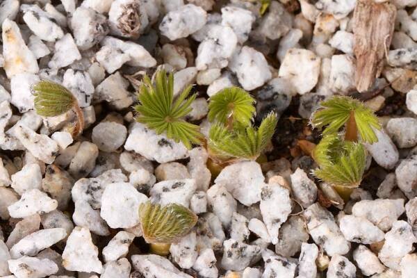 Oxalis palmifrons