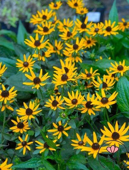 Ratibida (rudbékie) ZLATOŽLUTÁ TRVALKA Dlouhokvetoucí SAZENICE Latinský název rudbeckia fulgida