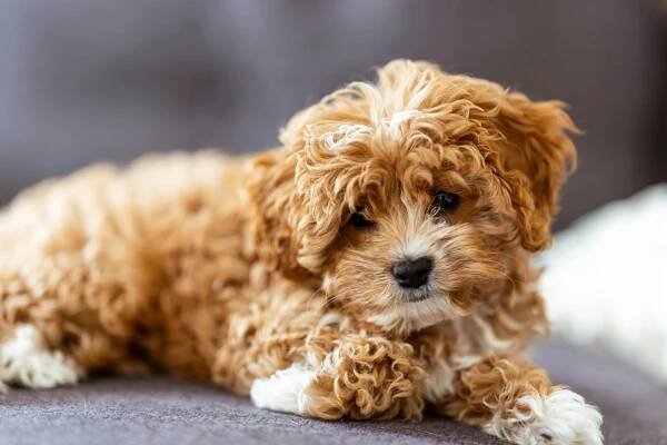 Cavapoo: Povaha, Chov a Péče – Vše, Co Potřebujete Vědět